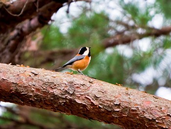 ヤマガラ 宮城県仙台市・台原森林公園 2017年3月26日(日)