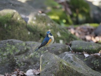 Red-flanked Bluetail 泉の森公園 Tue, 1/21/2020