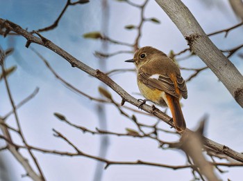 Daurian Redstart 神奈川県相模原市南区 Mon, 1/18/2021