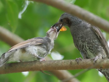 Brown-eared Bulbul 神奈川県相模原市 Sat, 7/24/2021