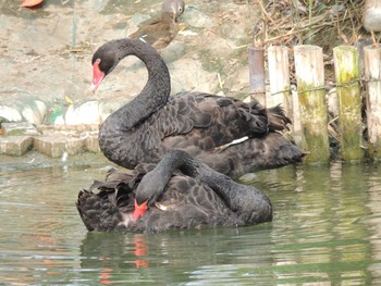 コクチョウ 朝陽公園(北京) 2021年8月7日(土)