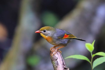 Red-billed Leiothrix Unknown Spots Fri, 7/23/2021