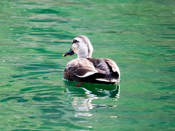 Eastern Spot-billed Duck 宮城県仙台市・台原森林公園 Sun, 3/26/2017