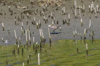 コチドリ 東京港野鳥公園 2021年8月1日(日)