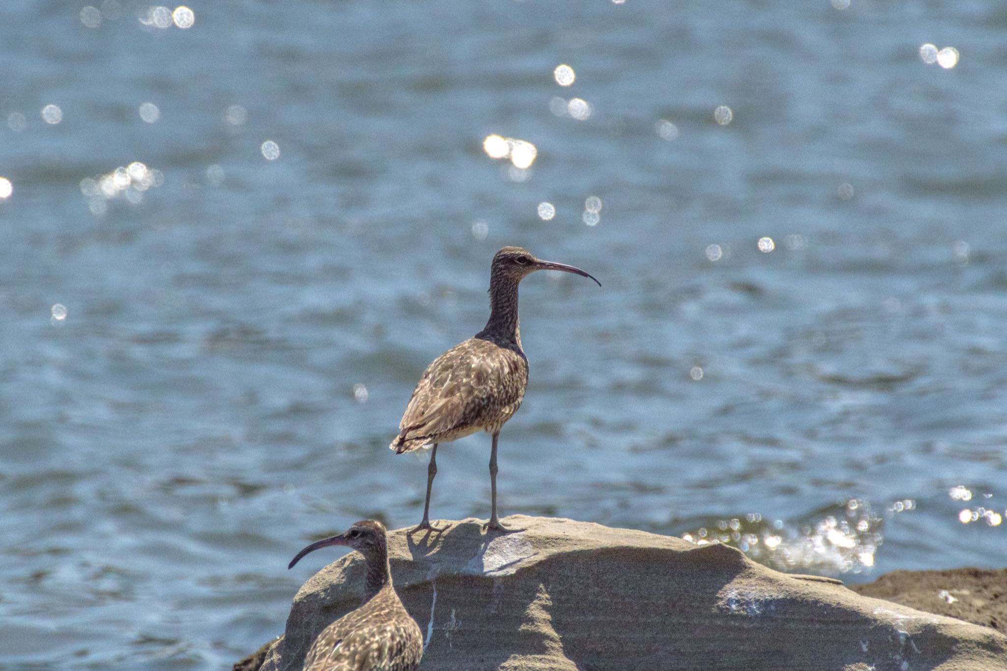 東京港野鳥公園 チュウシャクシギの写真 by Marco Birds