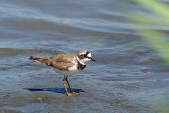 コチドリ 東京港野鳥公園 2021年8月1日(日)