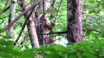 アカハラ 赤指山 2021年7月31日(土)