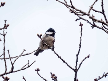 ヒガラ 宮城県仙台市・台原森林公園 2017年3月26日(日)