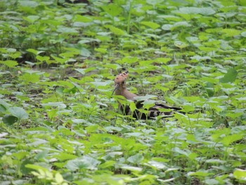 2021年8月7日(土) 朝陽公園(北京)の野鳥観察記録