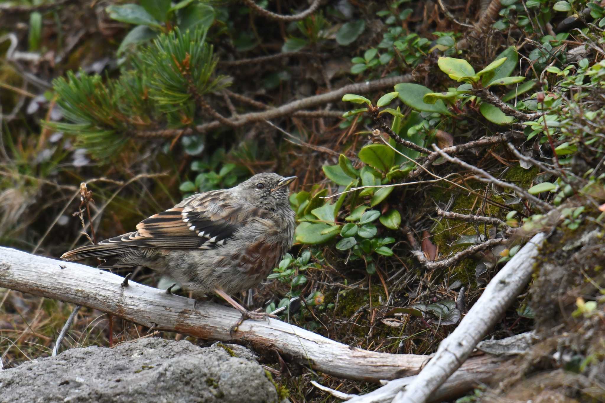 Alpine Accentor