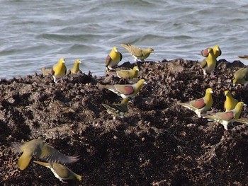 White-bellied Green Pigeon Terugasaki Beach Sat, 8/7/2021