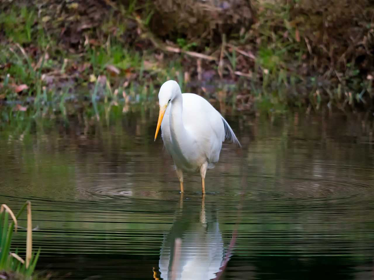 ダイサギ