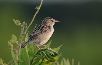 セッカ  秋ヶ瀬公園付近 2021年7月22日(木)