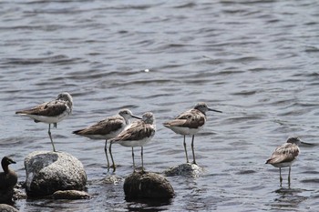 2021年8月7日(土) 五主海岸の野鳥観察記録