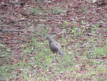 カノコバト 朝陽公園(北京) 2021年8月7日(土)