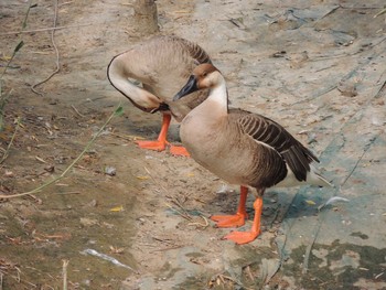 サカツラガン 朝陽公園(北京) 2021年8月7日(土)