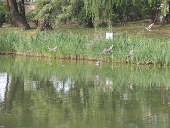 マガモ 朝陽公園(北京) 2021年8月7日(土)