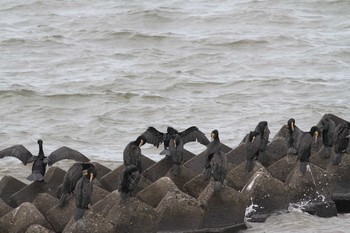 Sat, 7/17/2021 Birding report at Gonushi Coast