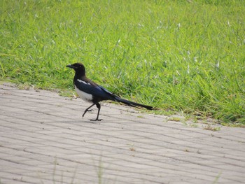 カササギ 朝陽公園(北京) 2021年8月7日(土)