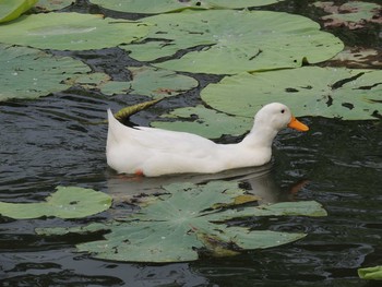 アヒル 朝陽公園 2021年8月7日(土)