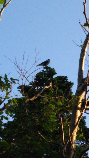 Spotted Nutcracker 劔岳 Sat, 8/6/2016