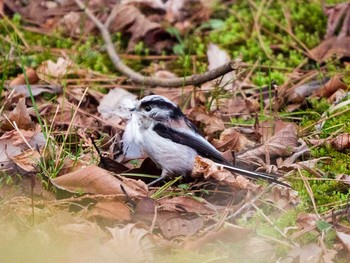 2017年3月26日(日) 宮城県仙台市・台原森林公園の野鳥観察記録