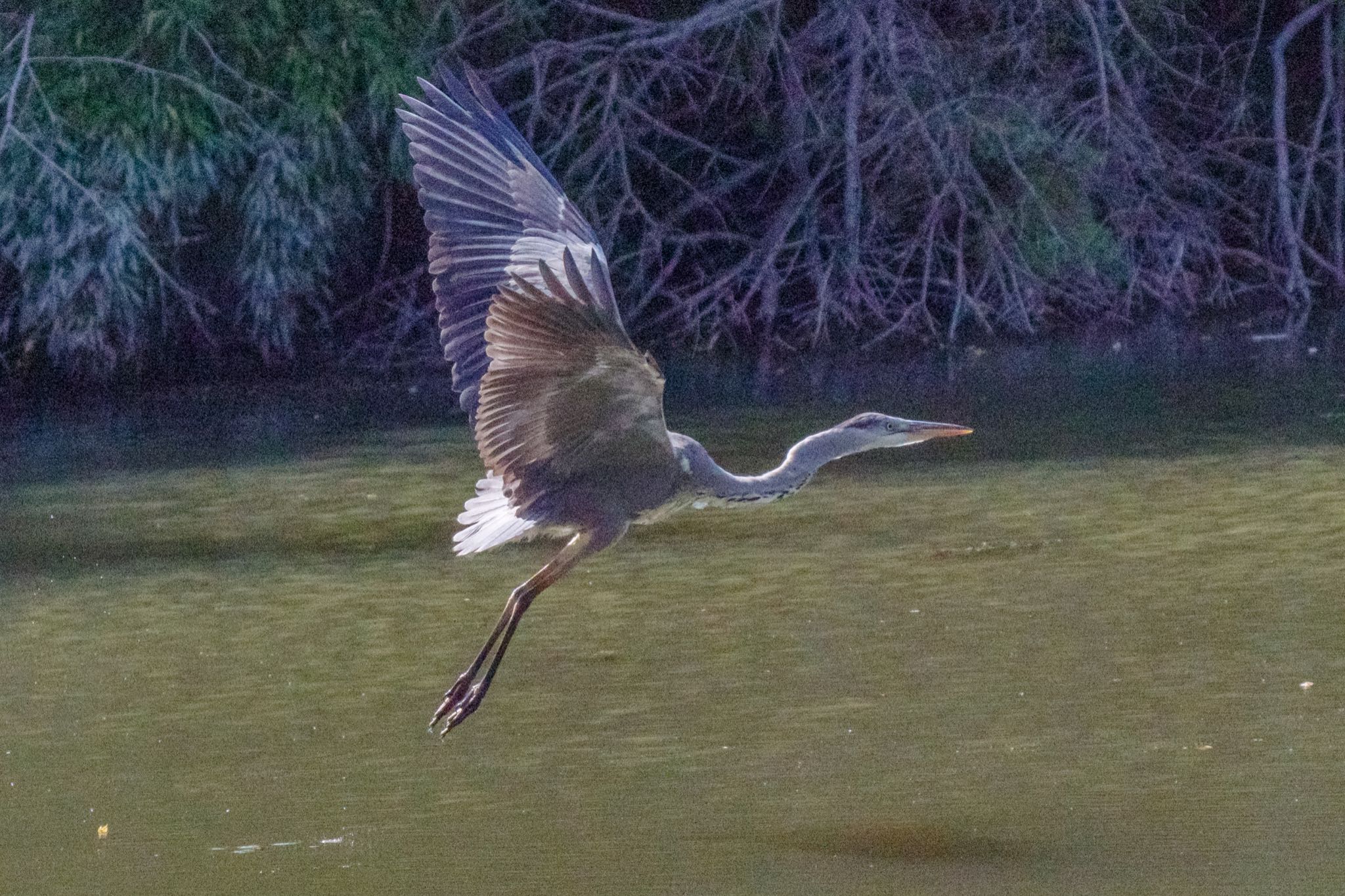 東京港野鳥公園 アオサギの写真 by Marco Birds