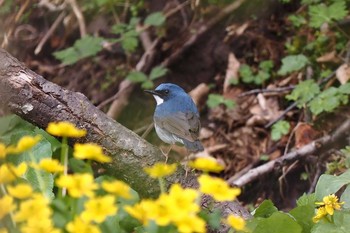 コルリ 戸隠森林植物園(戸隠森林公園) 2021年5月11日(火)