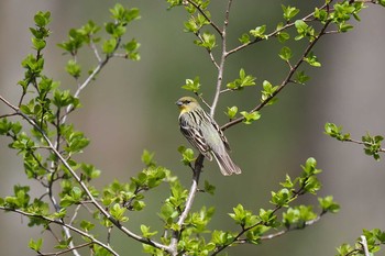 ノジコ 戸隠森林植物園(戸隠森林公園) 2021年5月13日(木)