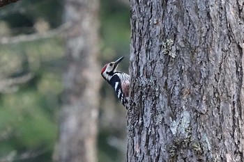 オオアカゲラ 戸隠森林植物園(戸隠森林公園) 2021年5月13日(木)