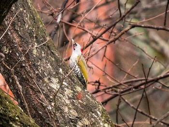 アオゲラ 宮城県仙台市・台原森林公園 2017年4月2日(日)