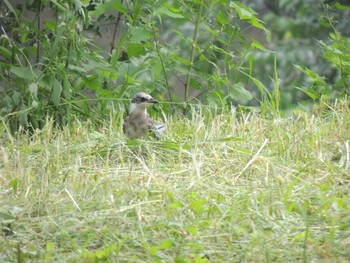 Azure-winged Magpie 将府公園(北京) Sun, 8/8/2021