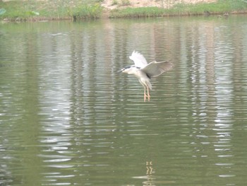 Black-crowned Night Heron 将府公園(北京) Sun, 8/8/2021