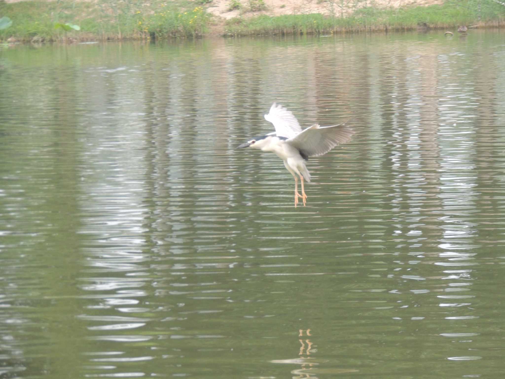 Black-crowned Night Heron