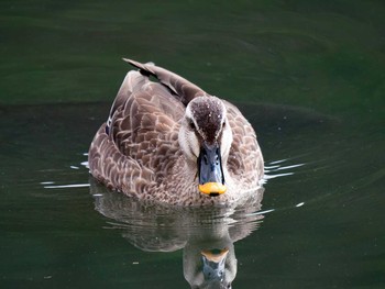 Eastern Spot-billed Duck 宮城県仙台市・台原森林公園 Sun, 4/2/2017