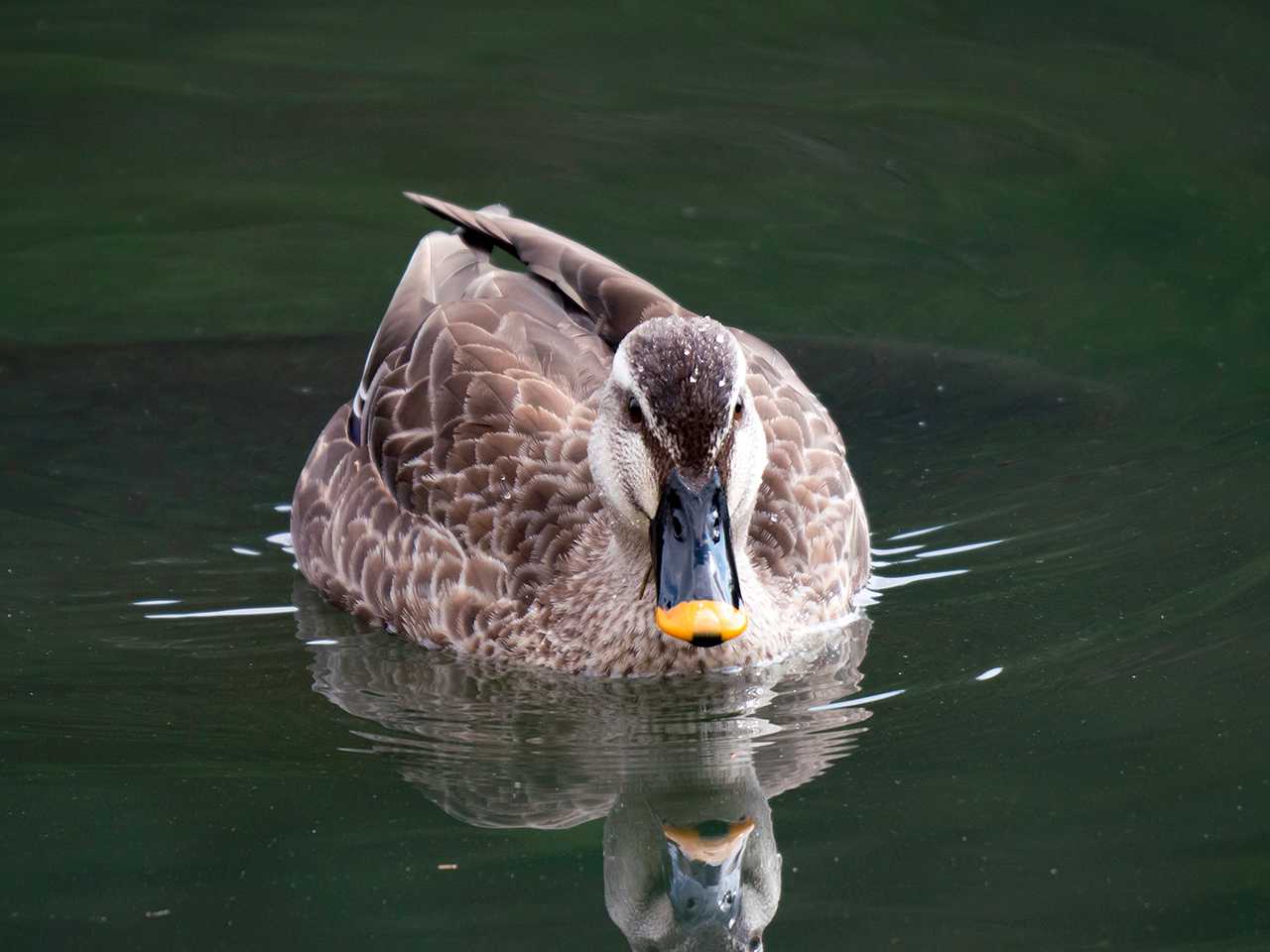 宮城県仙台市・台原森林公園 カルガモの写真 by ごりぺん