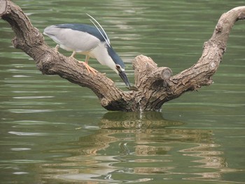 ゴイサギ 将府公園(北京) 2021年8月8日(日)