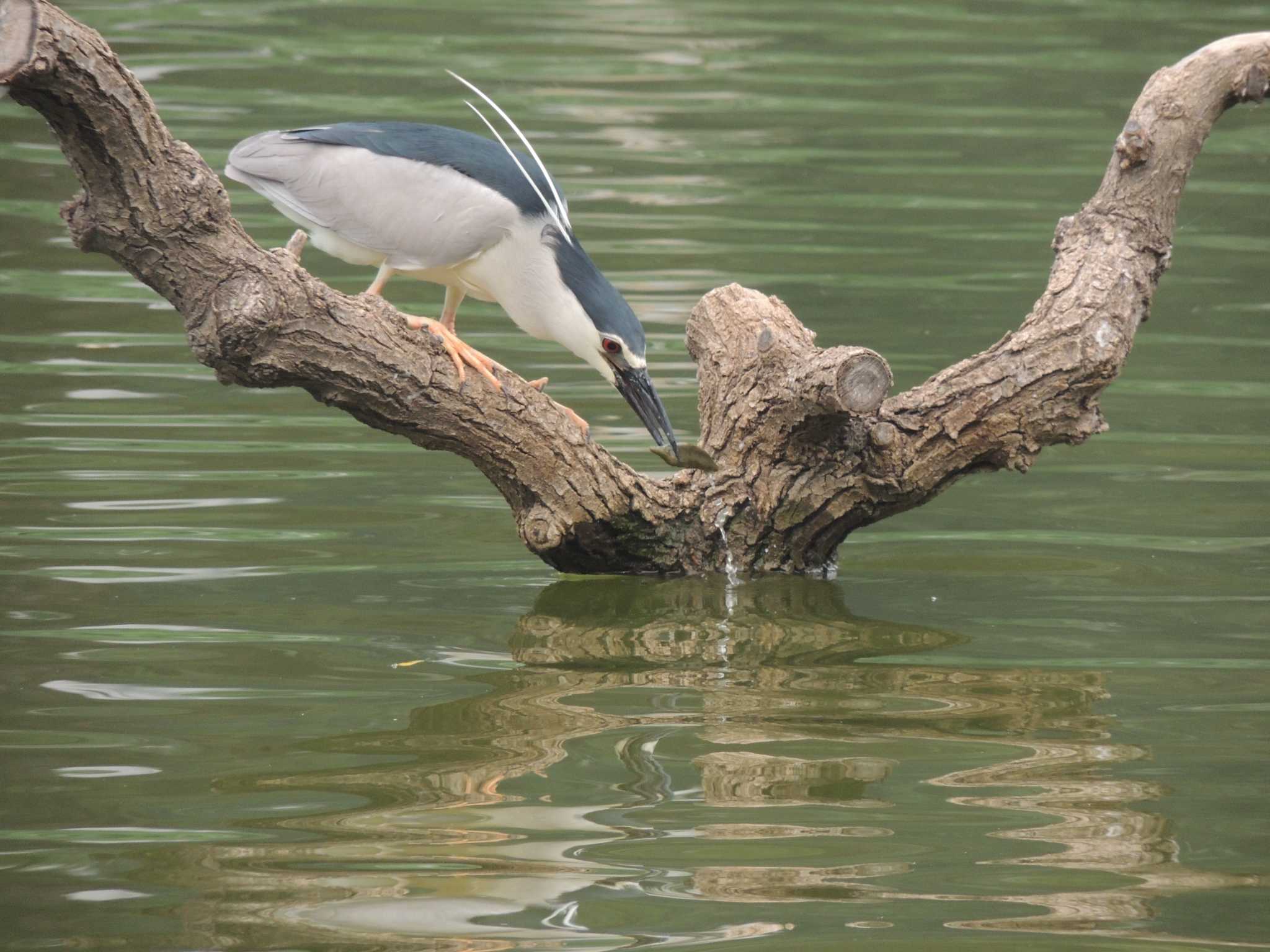 Black-crowned Night Heron