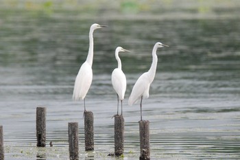 Great Egret 新潟県下越地方 Sun, 6/13/2021