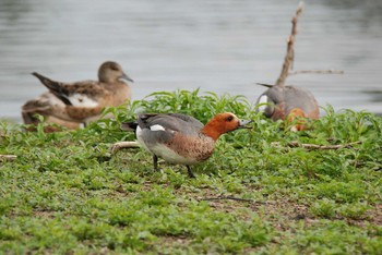 Eurasian Wigeon 新潟県下越地方 Sun, 6/13/2021