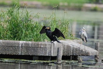 Great Cormorant 新潟県下越地方 Sun, 6/13/2021