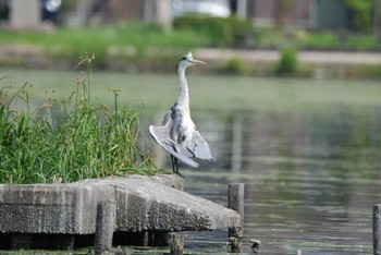 アオサギ 新潟県下越地方 2021年6月13日(日)