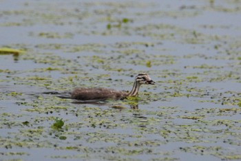 Great Crested Grebe 新潟県下越地方 Sun, 6/13/2021