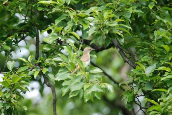 Common Nightingale 新潟県下越地方 Sun, 6/13/2021