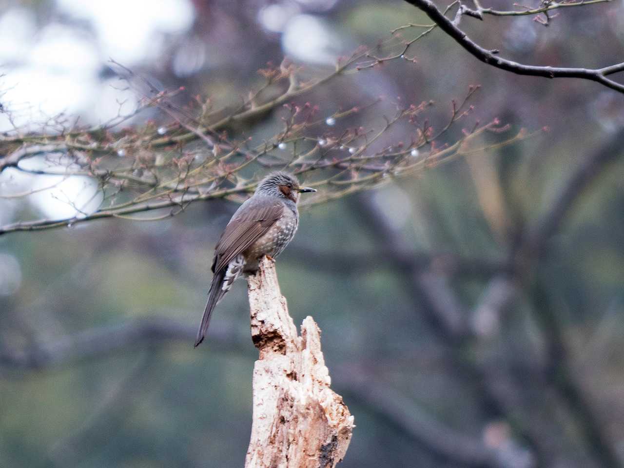 宮城県仙台市・台原森林公園 ヒヨドリの写真 by ごりぺん