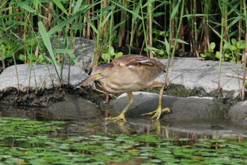 Yellow Bittern 新潟県下越地方 Sun, 6/13/2021