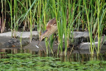 Yellow Bittern 新潟県下越地方 Sun, 6/13/2021