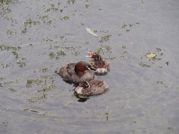 カイツブリ 井の頭恩賜公園 2021年8月8日(日)