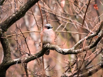 カケス 宮城県仙台市・台原森林公園 2017年4月2日(日)