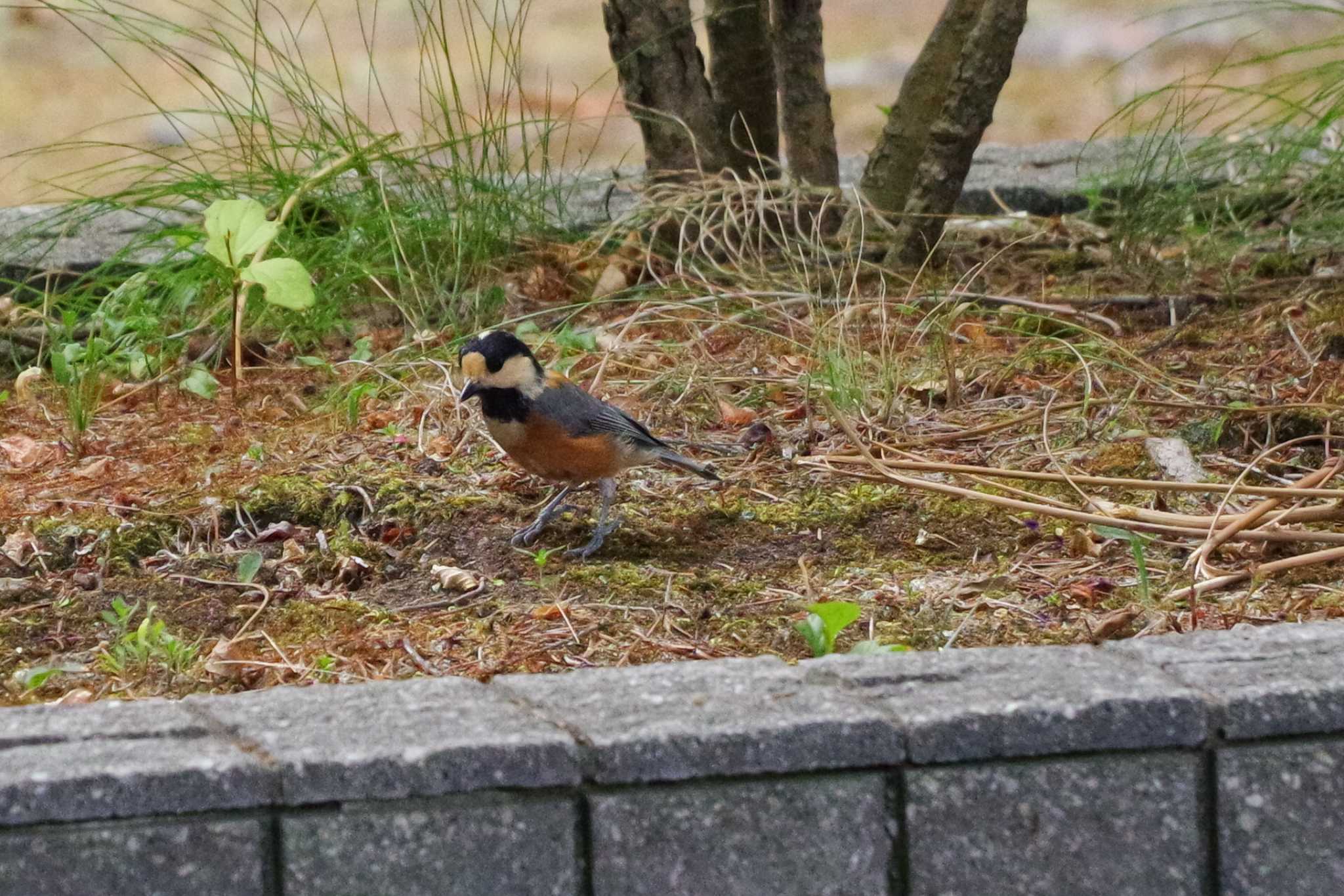 福井緑地(札幌市西区) ヤマガラの写真 by 98_Ark (98ｱｰｸ)